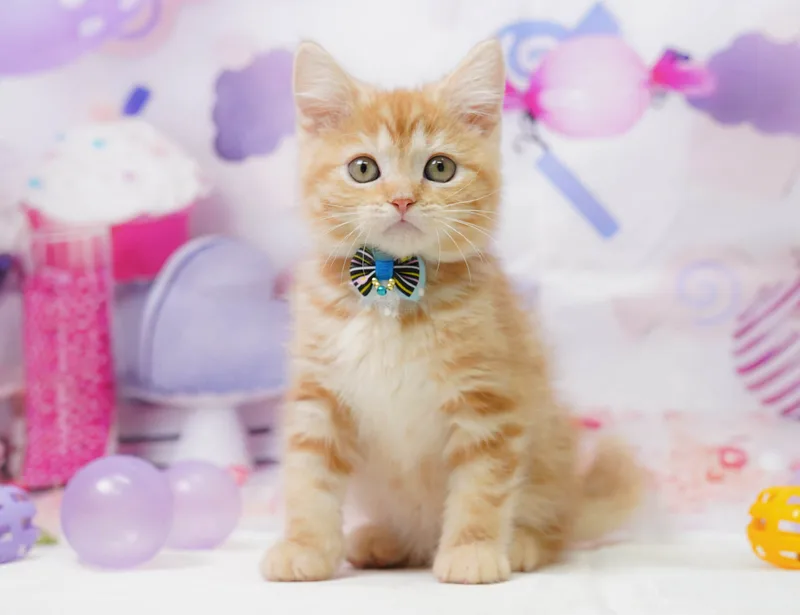 マンチカンの子猫 オス レッドタビー