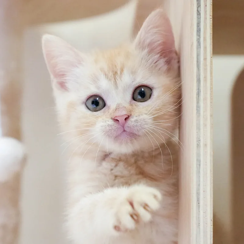 マンチカンの子猫 オス クリームタビー