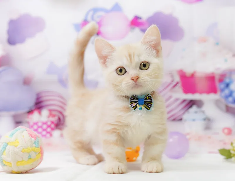 マンチカンの子猫 メス クリームタビー - コスモスファーム - 写真1
