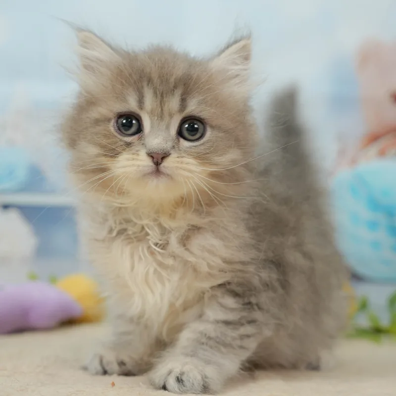 サイベリアンの子猫 メス ブルータビー