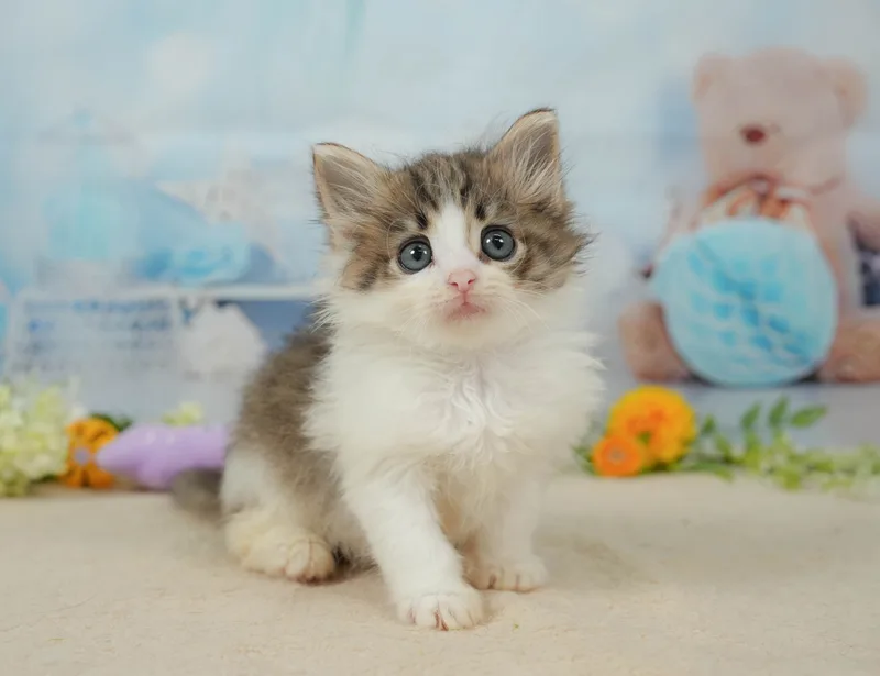 ノルウェージャンフォレストキャットの子猫 メス ブラウンタビー&ホワイト - コスモスファーム - 写真1