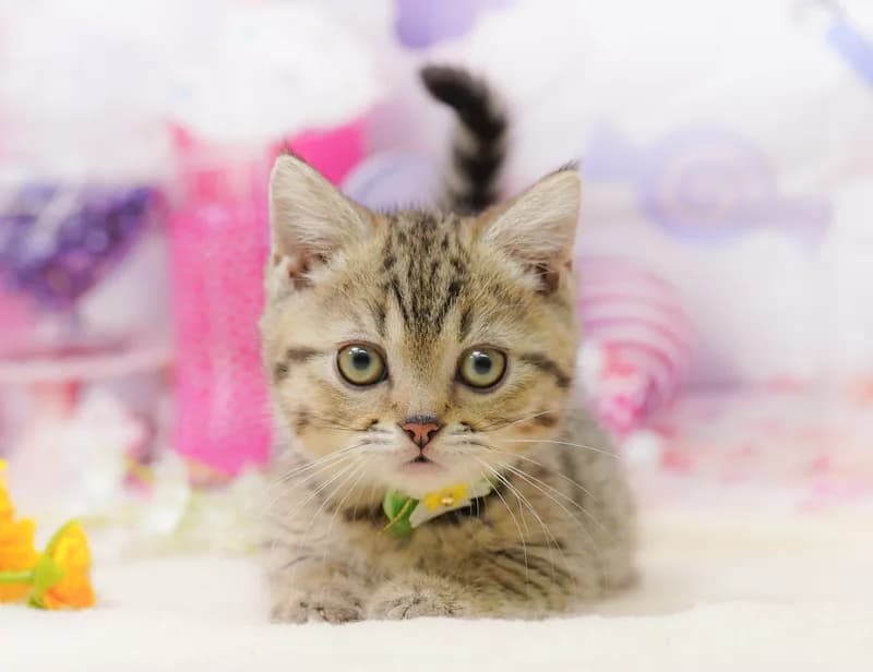 マンチカンの子猫 オス ブラウンタビー