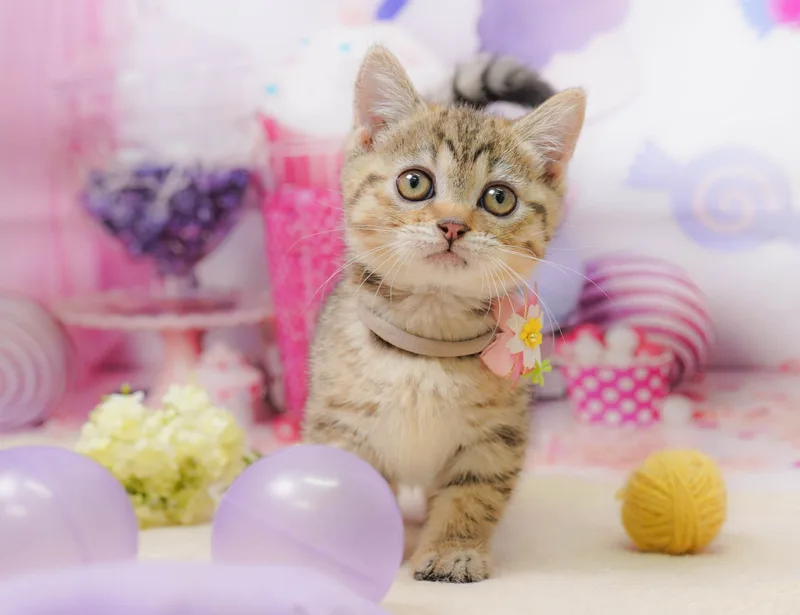 マンチカンの子猫 メス ブラウンタビー