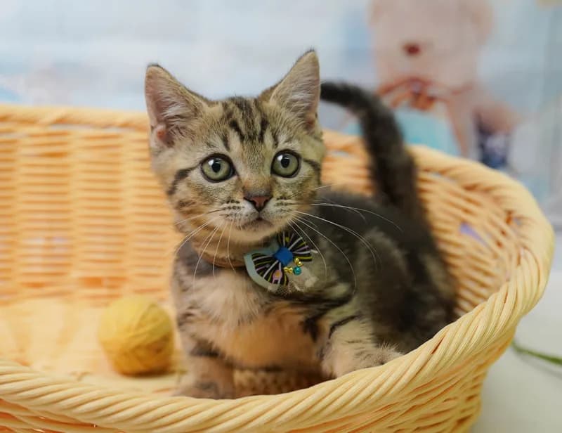 マンチカンの子猫 オス ブラウンタビー