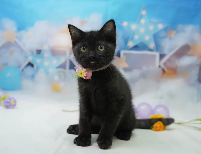 マンチカンの子猫 オス ブラックスモーク