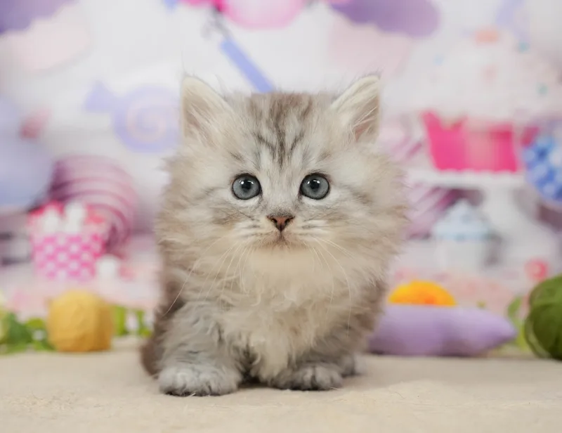 ミヌエットの子猫 オス シルバータビー