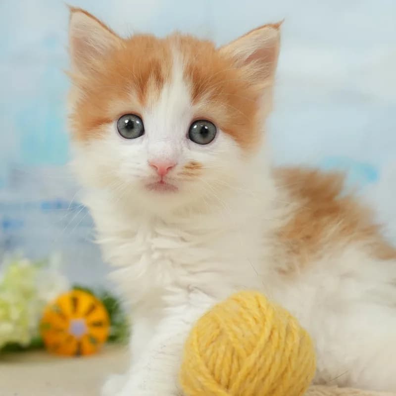 ノルウェージャンフォレストキャットの子猫 オス レッドタビー&ホワイト - パピーヴィレッジ シラコバト - 写真1