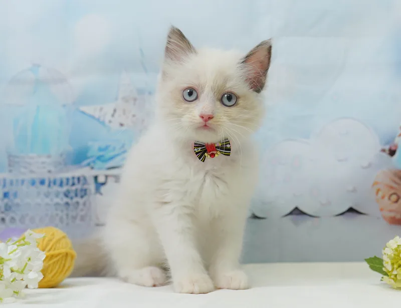 ラグドールの子猫 メス ブルーポイントバイカラー
