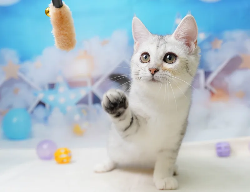 ミヌエットの子猫 メス シルバータビー