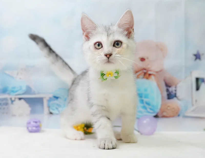 ミヌエットの子猫 メス シルバータビー