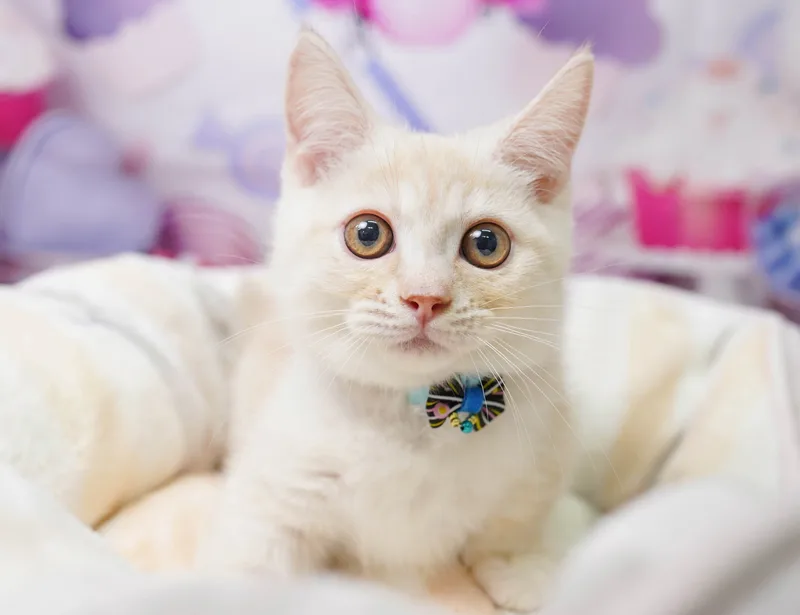 ミヌエットの子猫 オス クリームタビー