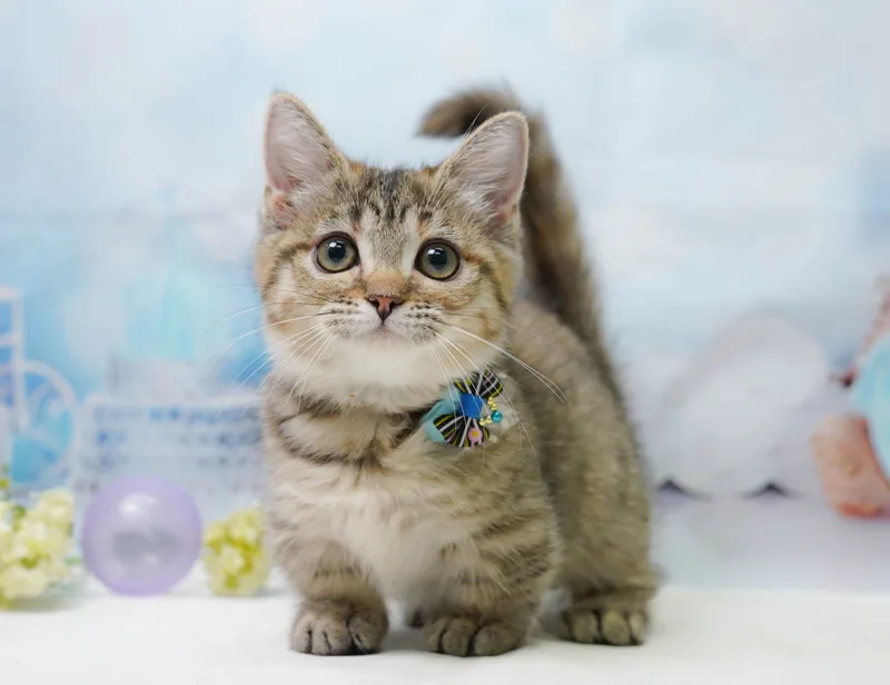 ミヌエットの子猫 メス ブラウンパッチドタビー - パピーヴィレッジ コノハズク - 写真1