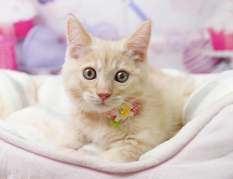 ミヌエットの子猫 オス クリームタビー - コスモスファーム - 写真1
