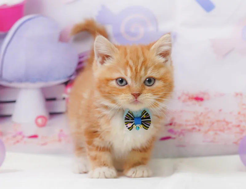 マンチカンの子猫 メス レッドタビー