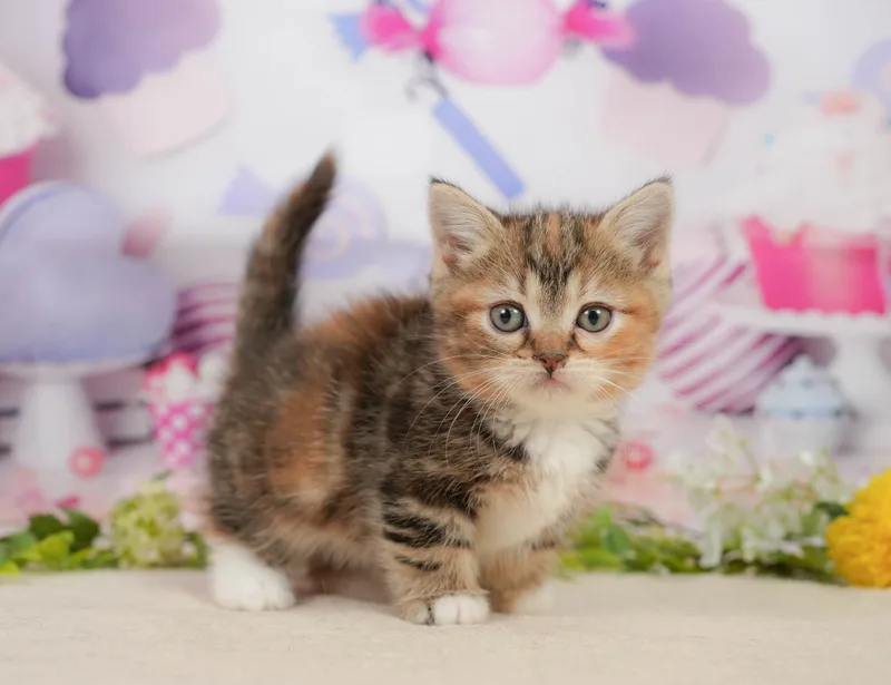 マンチカンの子猫 メス ブラウンパッチドタビー&ホワイト - パピーヴィレッジ コノハズク - 写真1