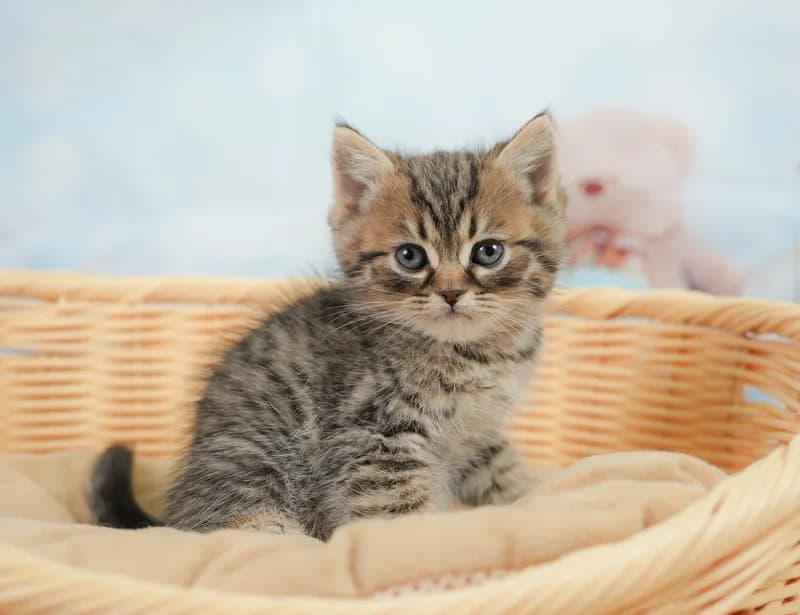 ミヌエットの子猫 オス ブラウンタビー&ホワイト - コスモスファーム - 写真1