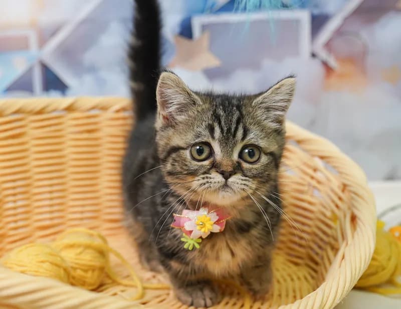 ミヌエットの子猫 メス ブラウンタビー&ホワイト - コスモスファーム - 写真1