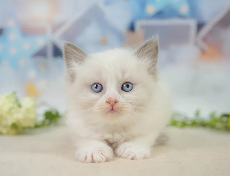 ラグドールの子猫 オス ブルーポイントバイカラー