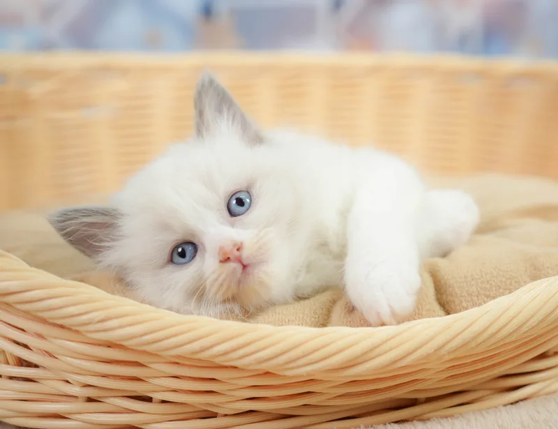 ラグドールの子猫 オス ブルーポイントバイカラー