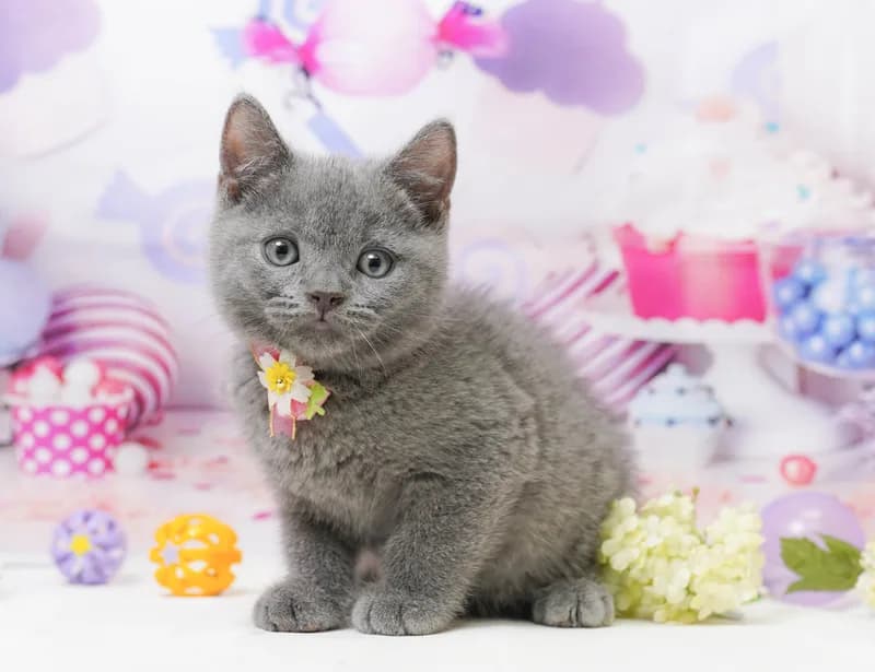 ブリティッシュショートヘアの子猫 オス ブルー
