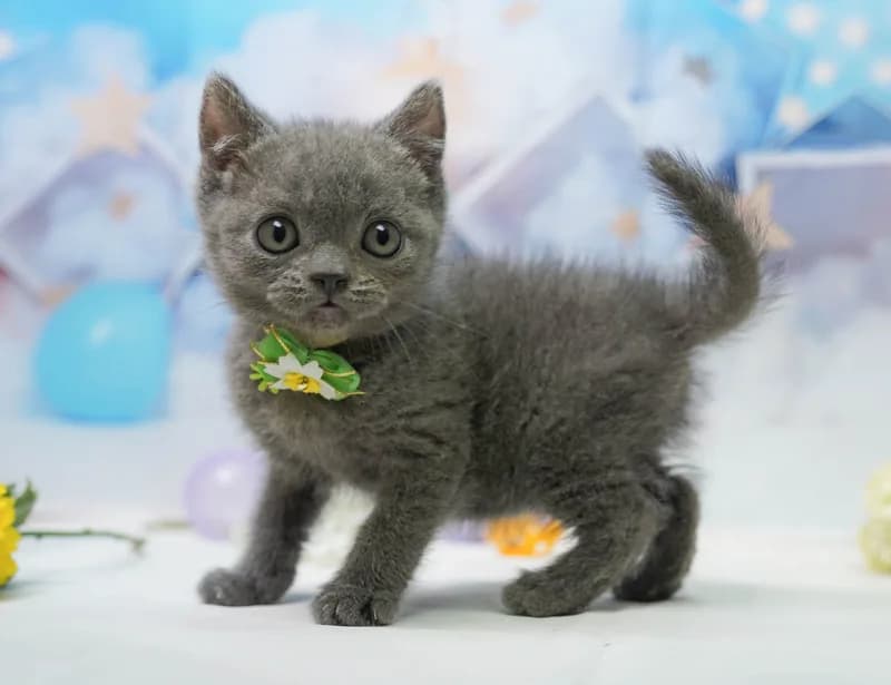 ブリティッシュショートヘアの子猫 オス ブルー