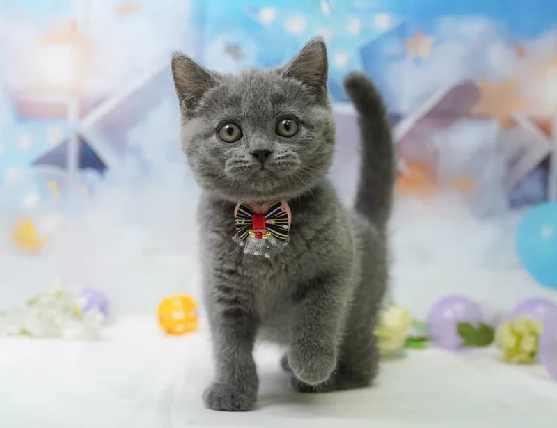ブリティッシュショートヘアの子猫 メス ブルー