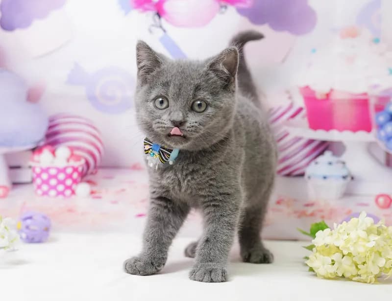ブリティッシュショートヘアの子猫 オス ブルー