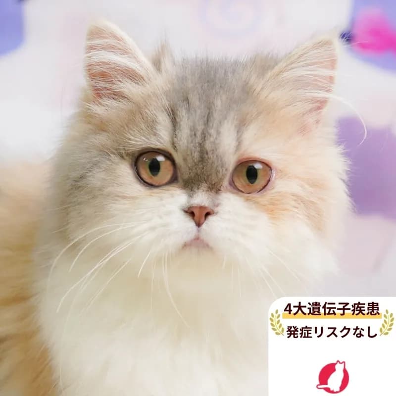 エキゾチックショートヘアの女の子 ダイリュートキャリコ
