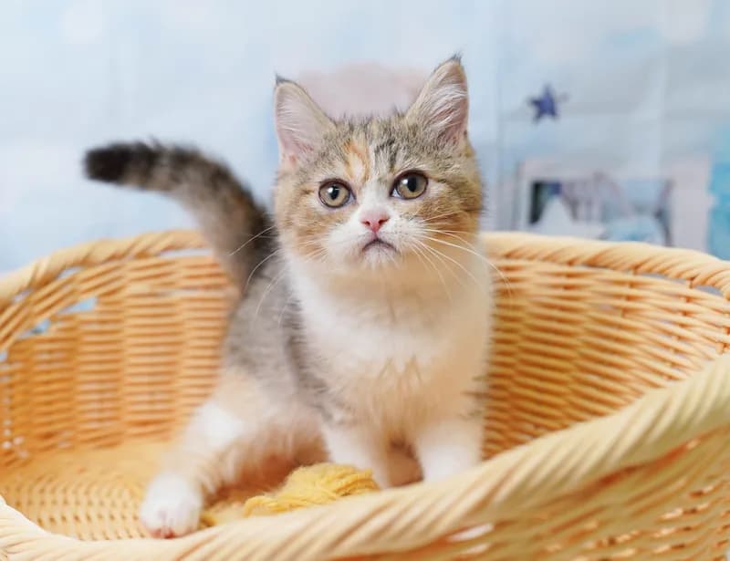 エキゾチックショートヘアの子猫 メス ブラウンパッチドタビー&ホワイト
