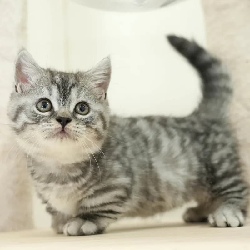 マンチカンの子猫 オス シルバータビー