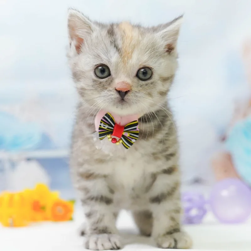 マンチカンの子猫 メス シルバーパッチドタビー