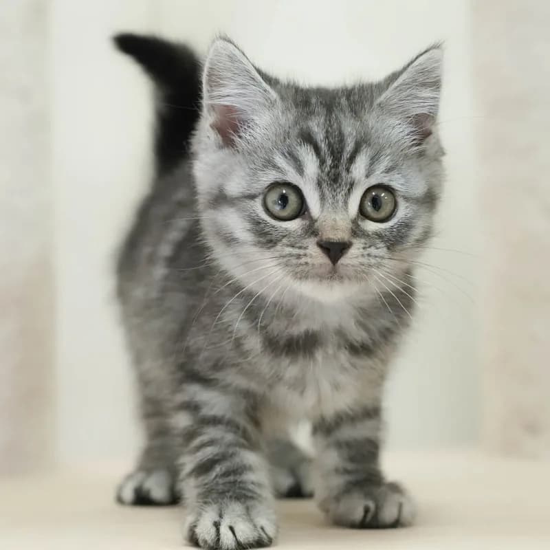 マンチカンの子猫 オス シルバータビー