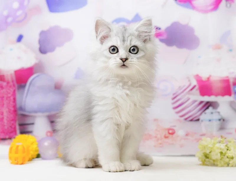 ミヌエットの子猫 メス チンチラシルバー - コスモスファーム - 写真1