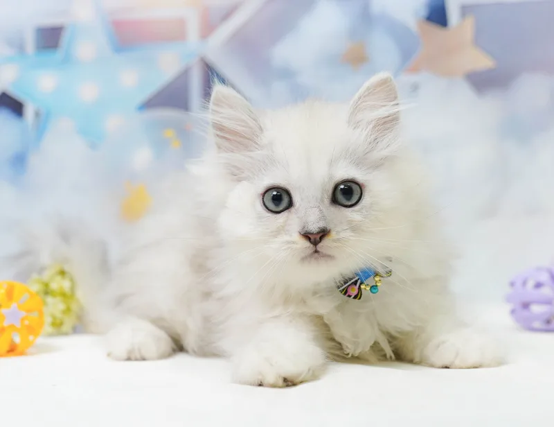 ミヌエットの子猫 オス チンチラシルバー