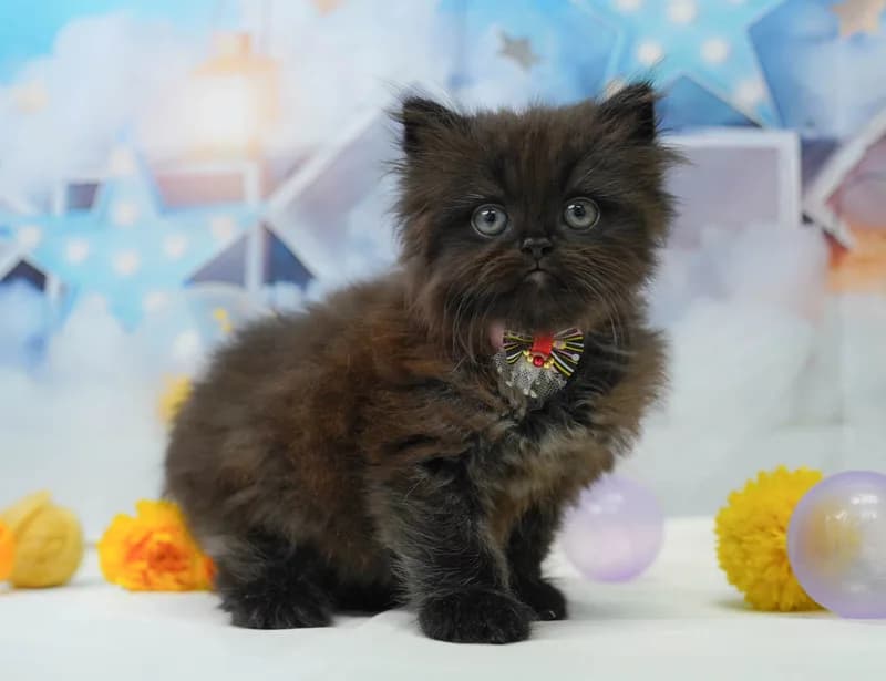 ラガマフィンの子猫 オス ブラックスモーク