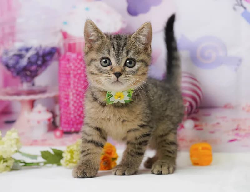 マンチカンの子猫 オス ブラウンタビー - コスモスファーム - 写真1