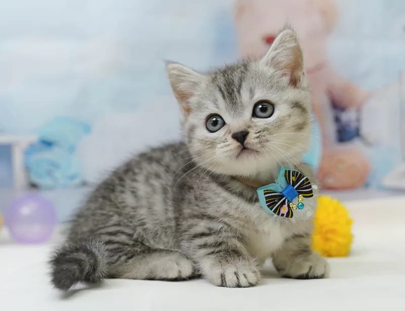 マンチカンの子猫 オス シルバータビー