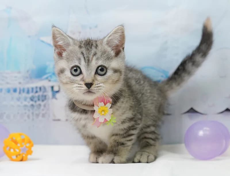 マンチカンの子猫 メス シルバーパッチドタビー