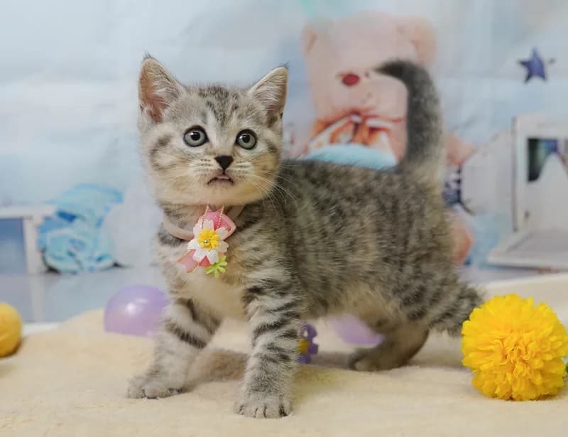 マンチカンの子猫 メス シルバーパッチドタビー
