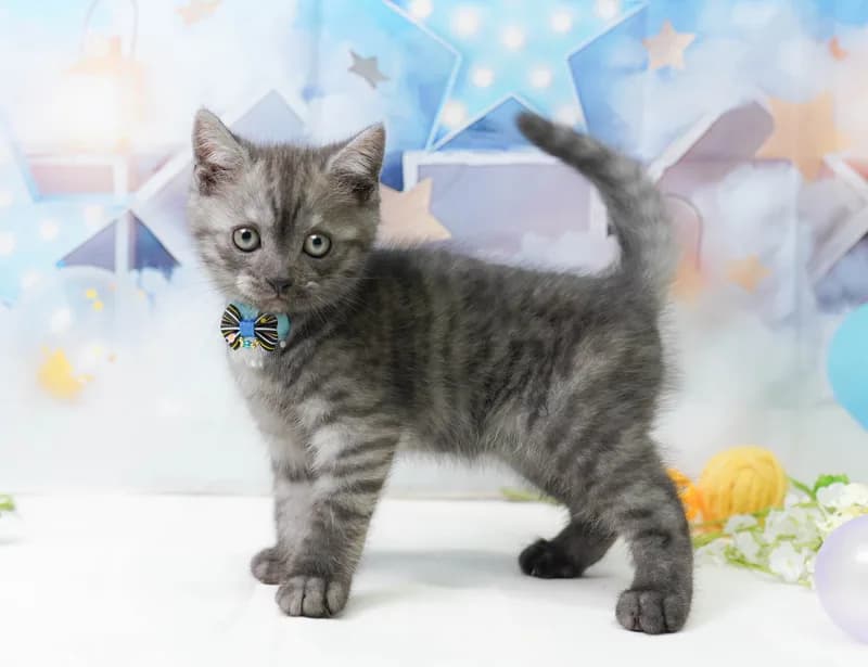 マンチカンの子猫 オス シルバータビー