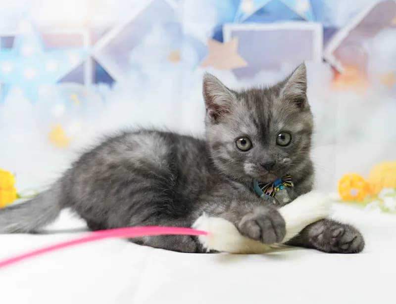 マンチカンの子猫 オス シルバータビー