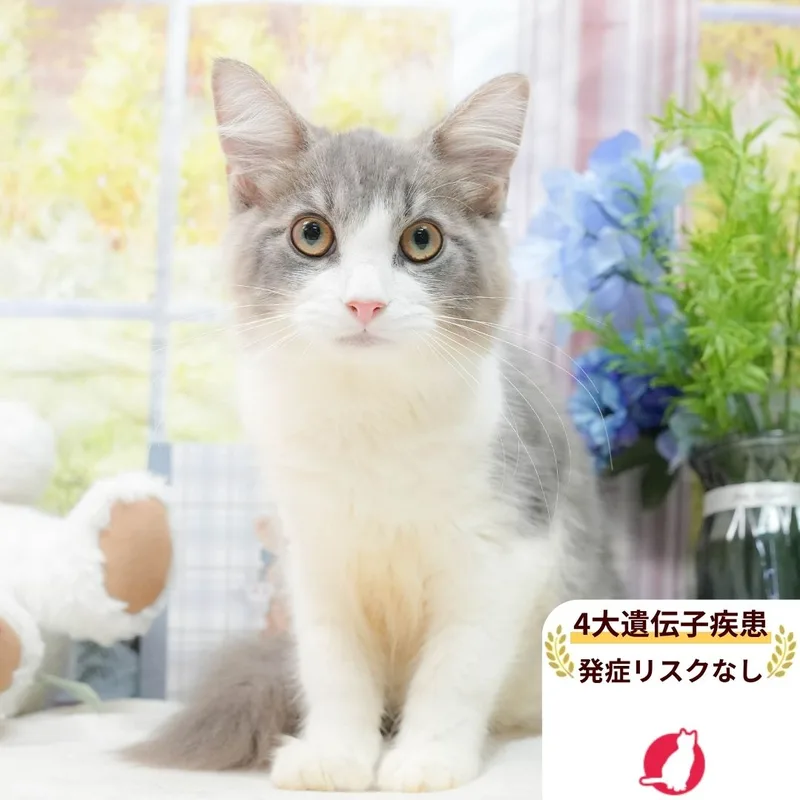 ノルウェージャンフォレストキャットの子猫 オス ブルータビー&ホワイト - パピーヴィレッジ アトロ - 写真1