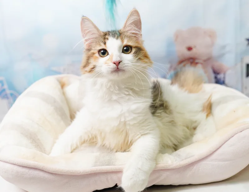 ノルウェージャンフォレストキャットの子猫 メス キャリコ - コスモスファーム - 写真1