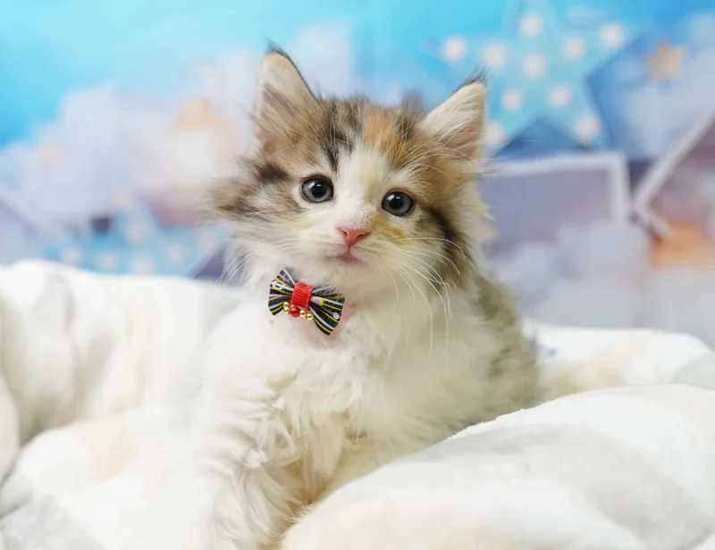 ノルウェージャンフォレストキャットの子猫 メス キャリコ - コスモスファーム - 写真1