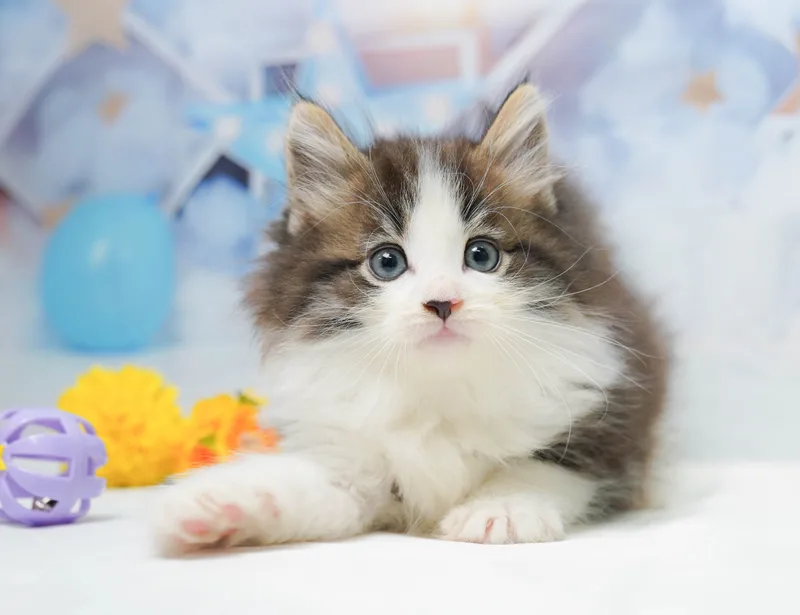 ノルウェージャンフォレストキャットの子猫 オス ブラウンタビー&ホワイト - コスモスファーム - 写真1