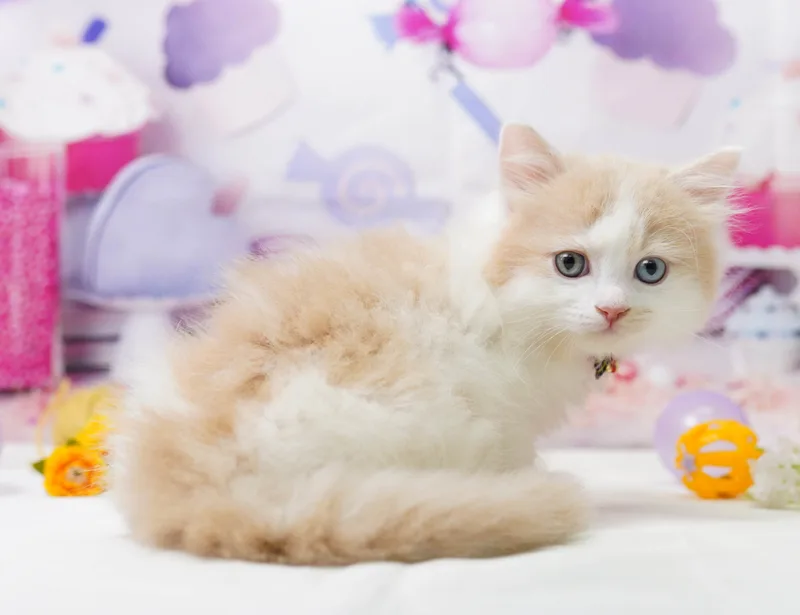 ミックス(血統書不要)の子猫 オス レッド&ホワイト - パピーヴィレッジ シラコバト - 写真1