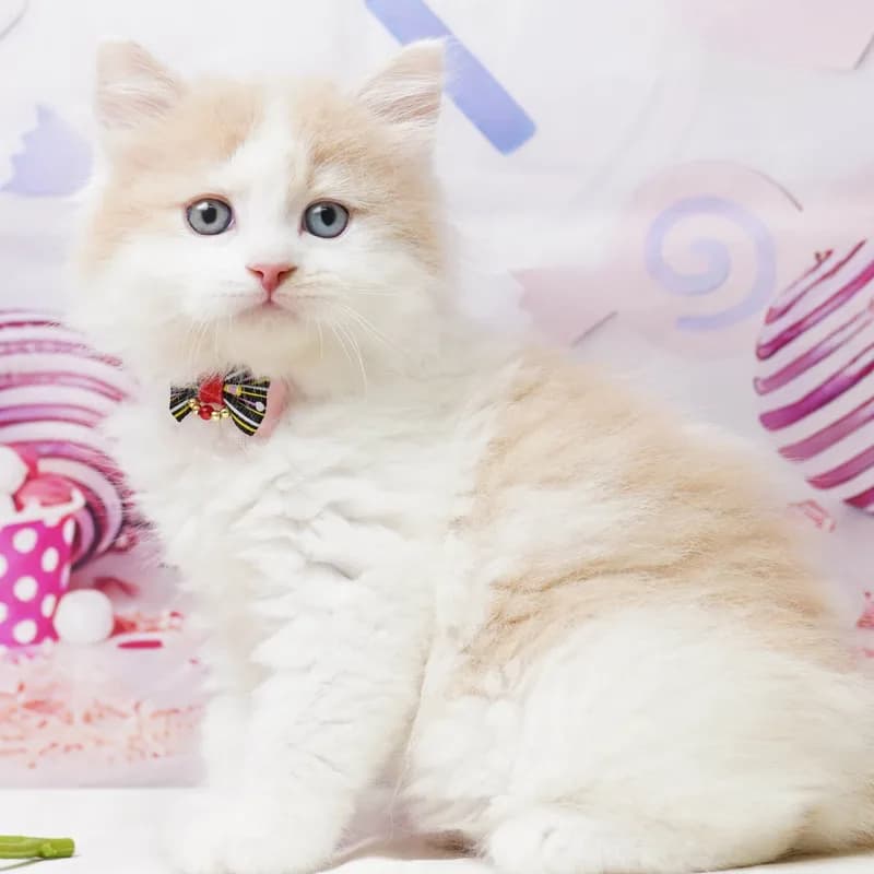 ミックスの子猫 オス クリームタビー&ホワイト - パピーヴィレッジ シラコバト - 写真1
