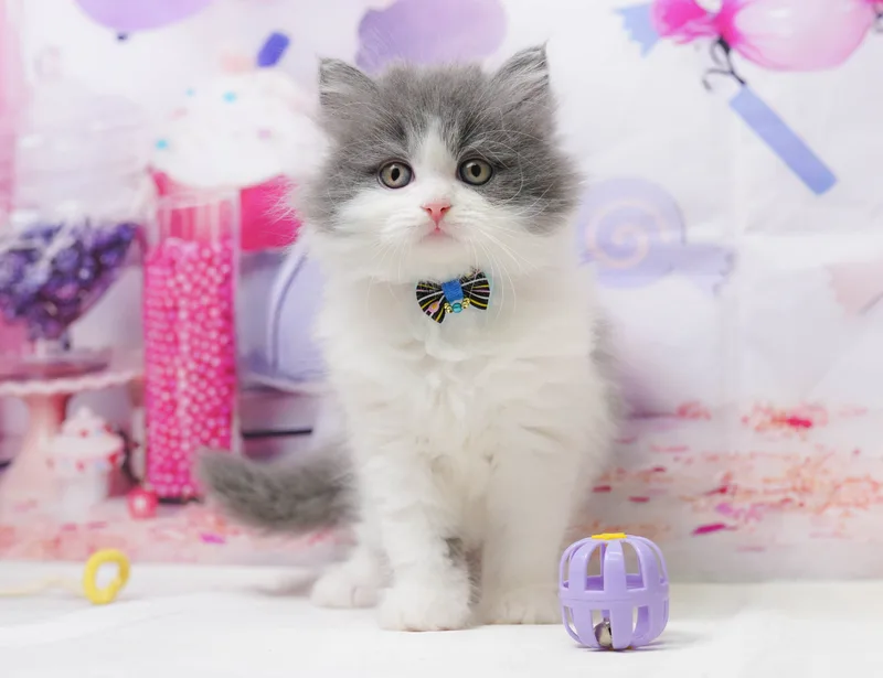 ミックス(血統書不要)の子猫 メス ブルー&ホワイト