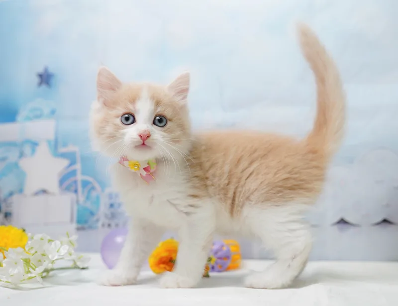 ノルウェージャンフォレストキャットの子猫 オス レッドタビー&ホワイト