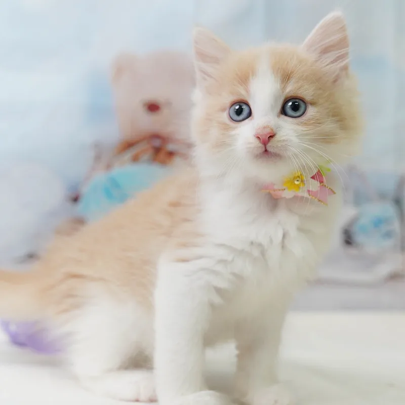 ノルウェージャンフォレストキャットの子猫 オス クリームタビー&ホワイト